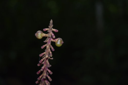 Palicourea subspicata