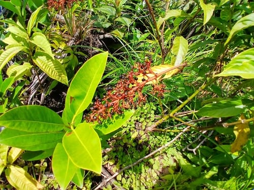 Palicourea triphylla (Three leaf palicourea) — photo
