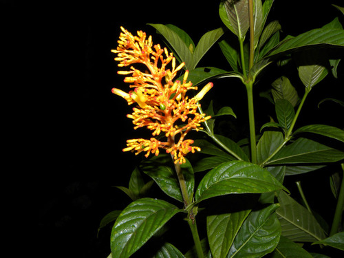 Palicourea triphylla