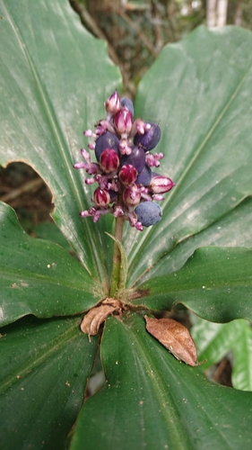 Palisota ambigua — photo