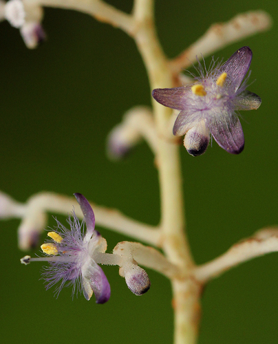 Palisota ambigua — photo