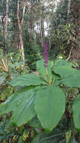Palisota ambigua