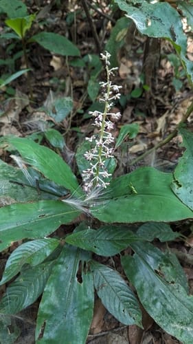 Palisota hirsuta — photo