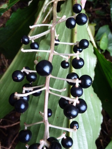 Palisota hirsuta