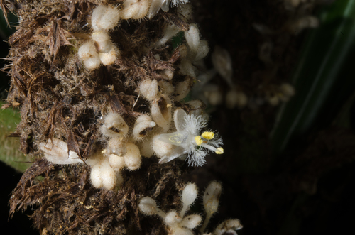 Palisota schweinfurthii — photo