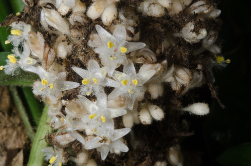 Palisota schweinfurthii