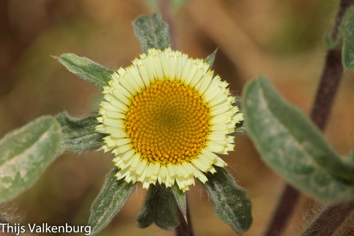 Pallenis spinosa — photo