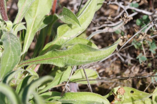 Pallenis spinosa