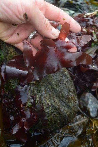 Palmaria mollis (Ribbon seaweed) — photo