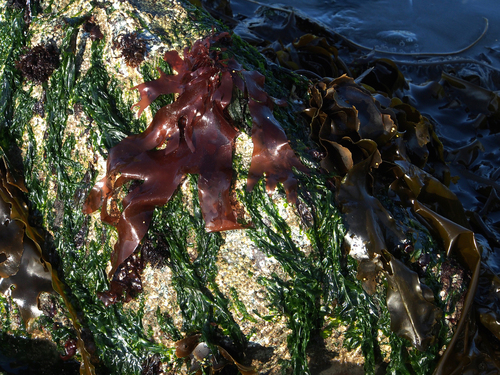 Palmaria mollis (Ribbon seaweed) — photo