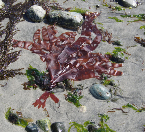 Palmaria mollis