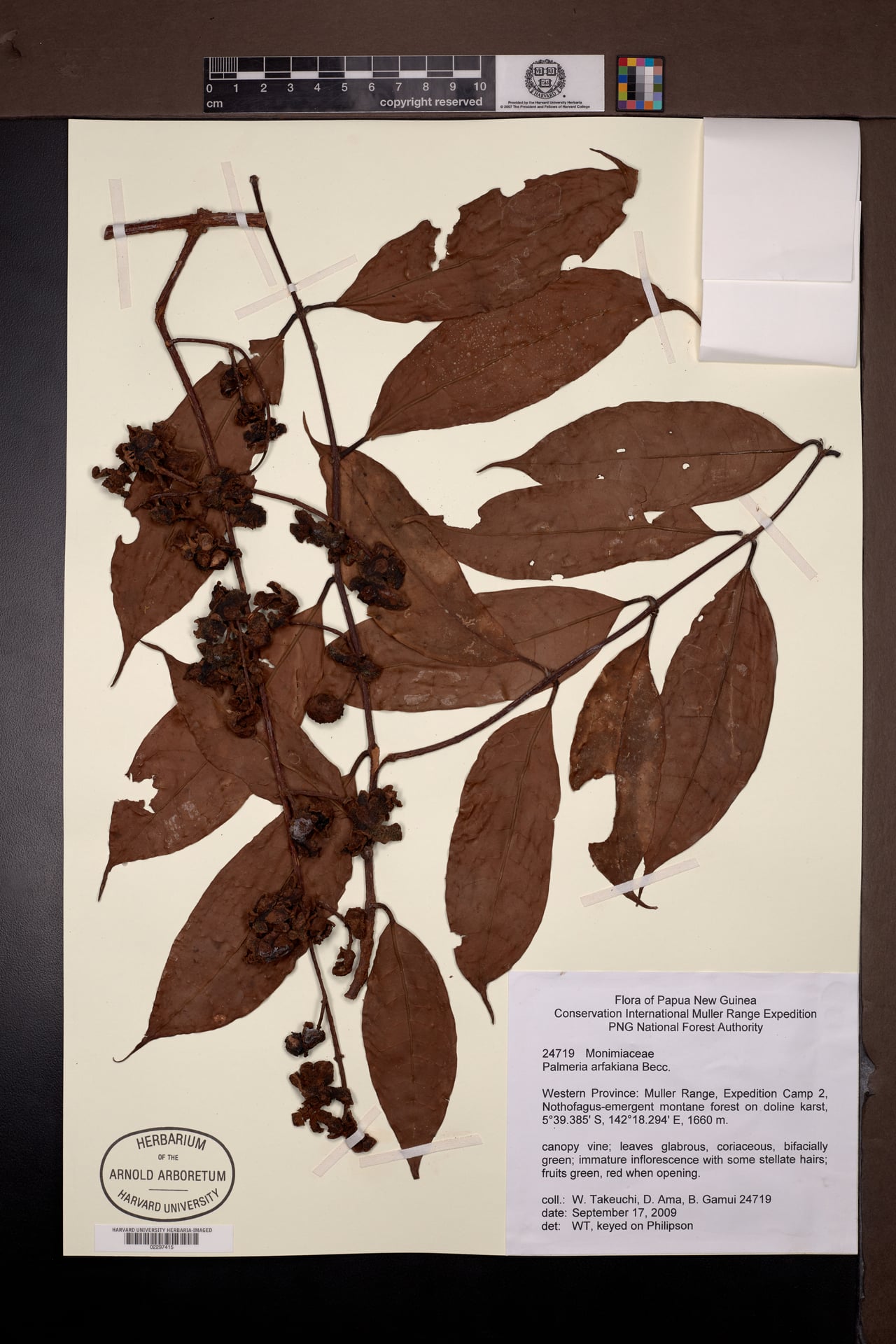 Palmeria arfakiana