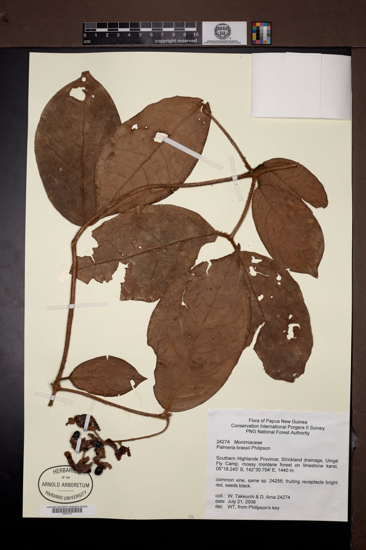 Palmeria brassii — photo