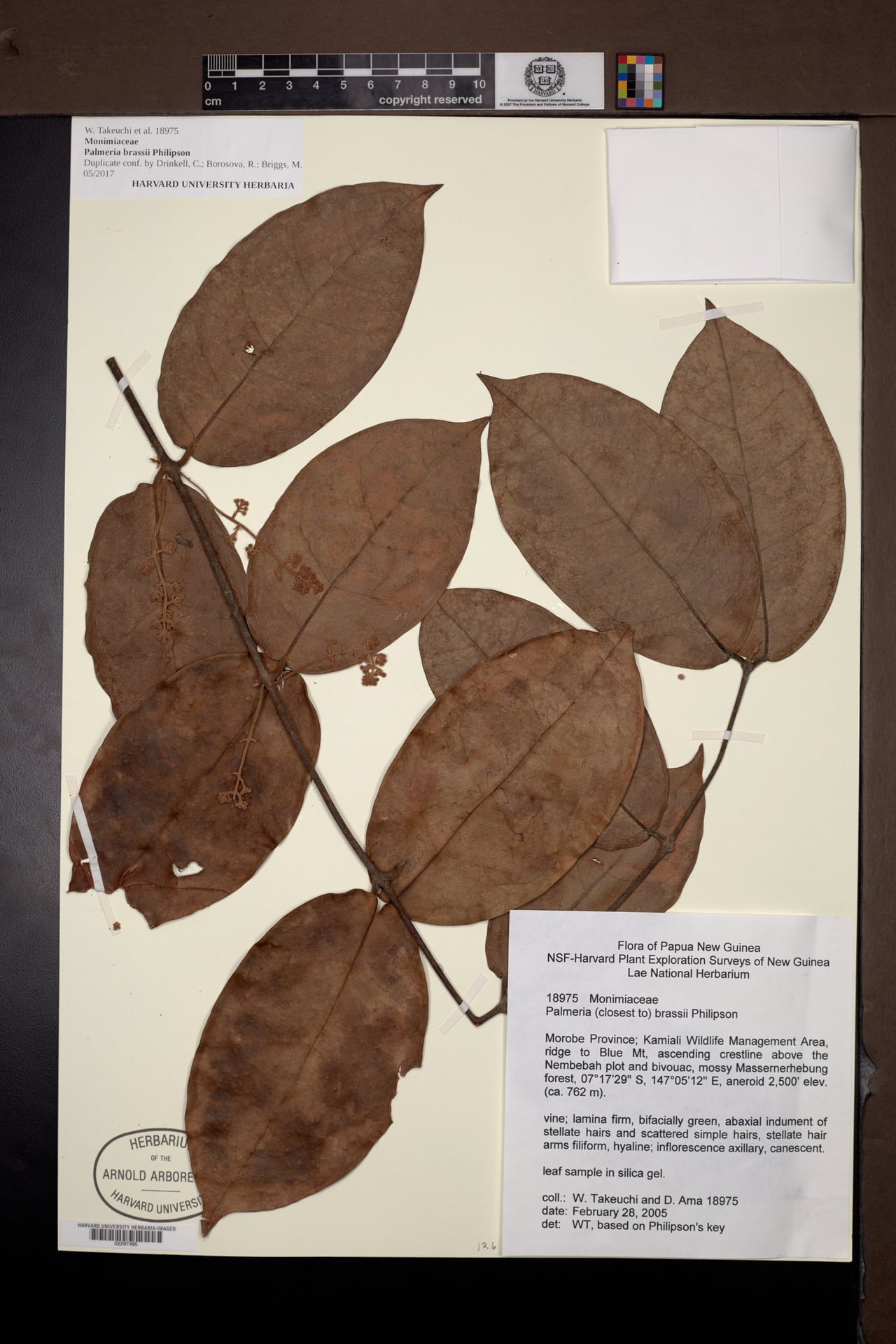 Palmeria brassii — photo