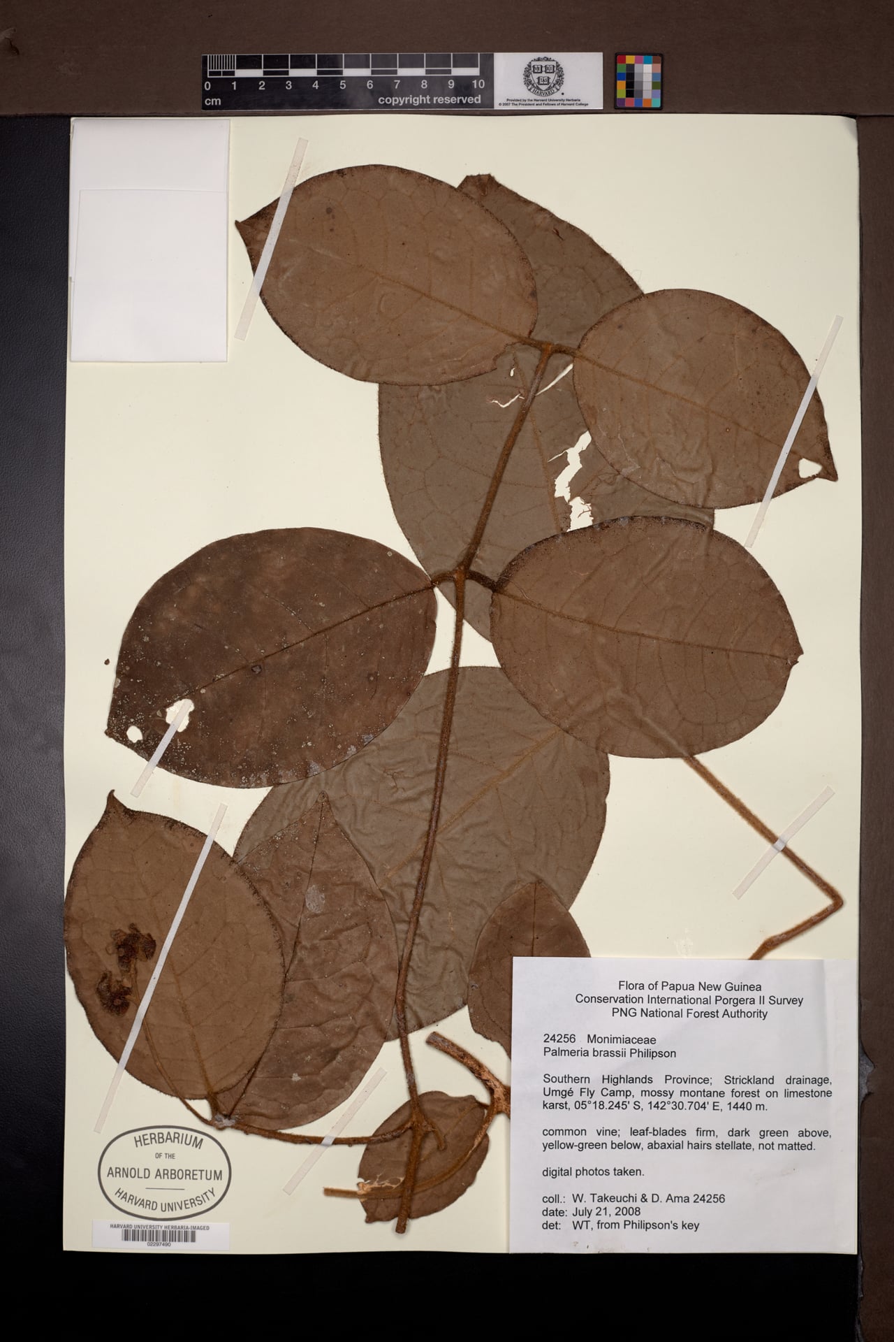 Palmeria brassii