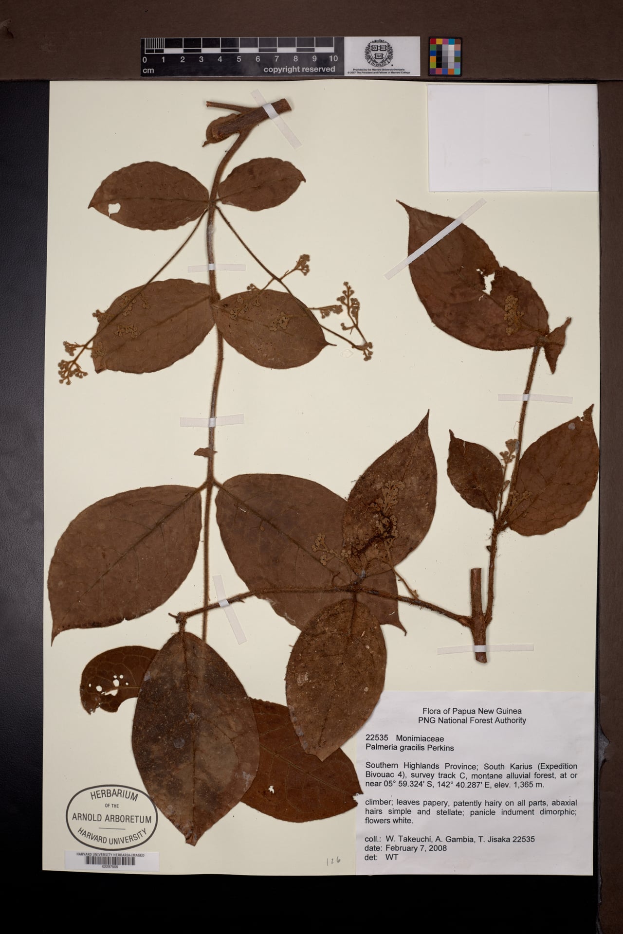 Palmeria gracilis — photo
