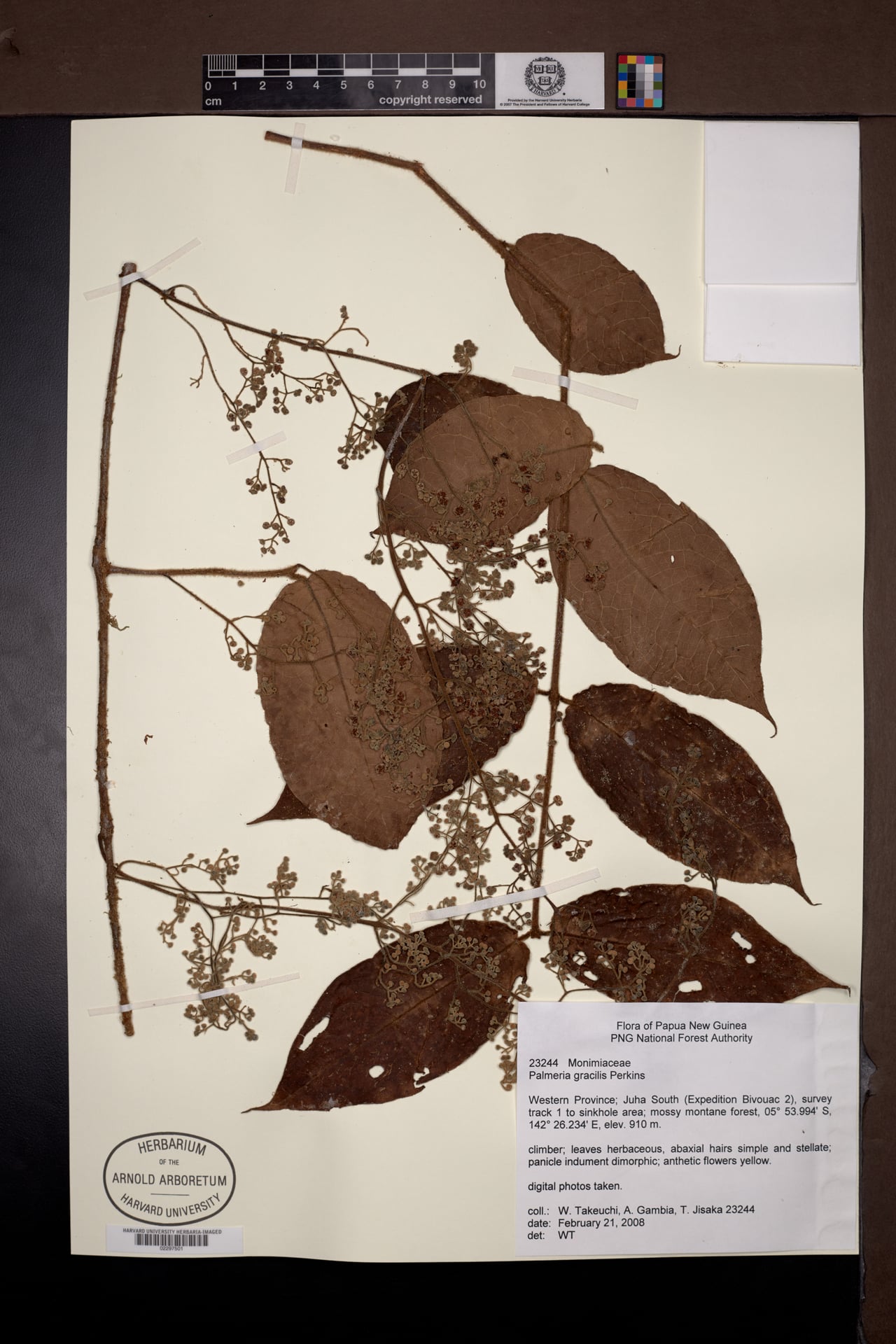 Palmeria gracilis — photo
