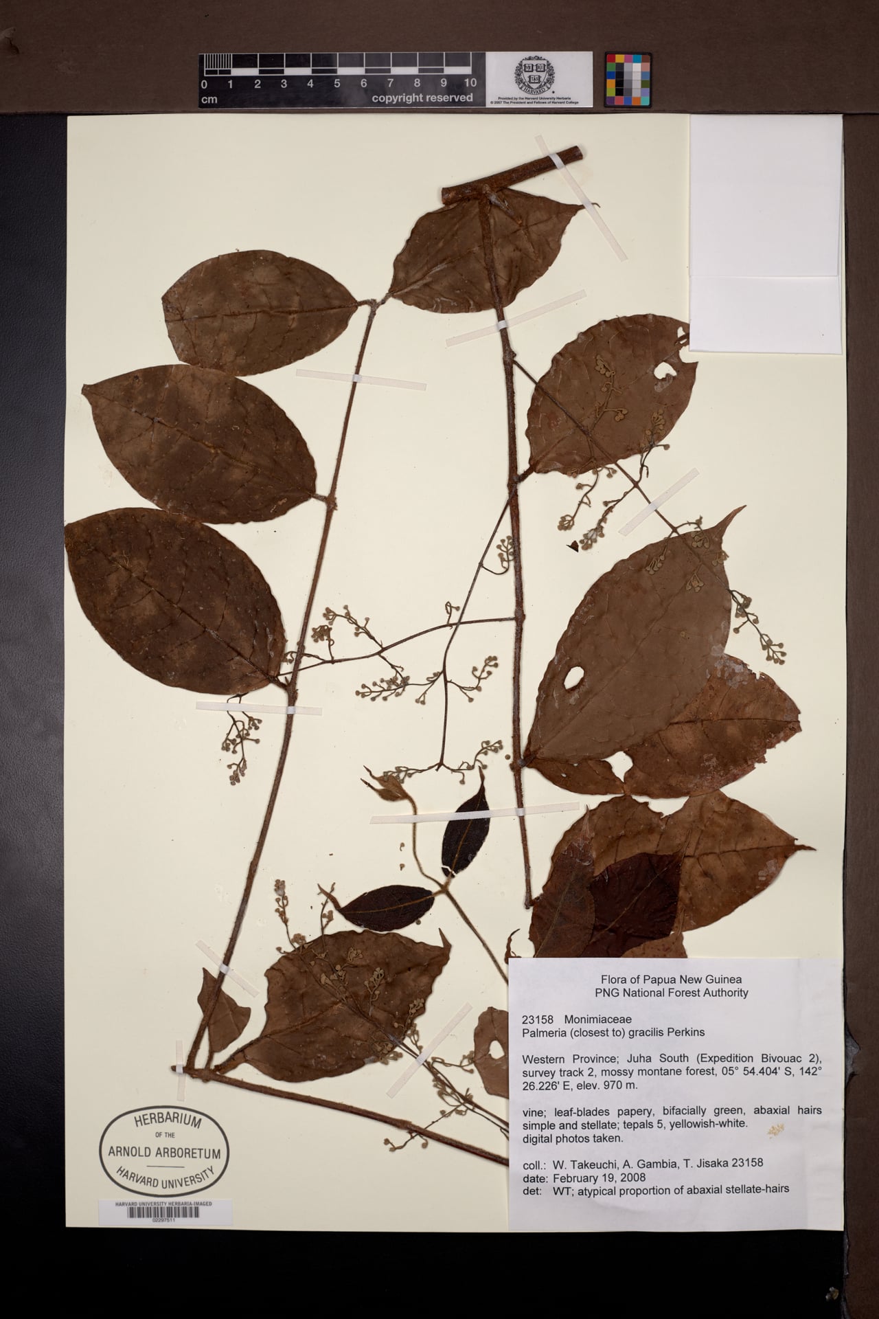 Palmeria gracilis