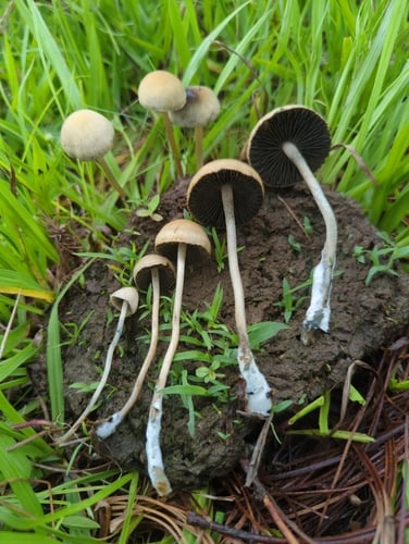 Panaeolus cyanescens — photo