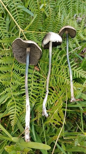 Panaeolus cyanescens — photo