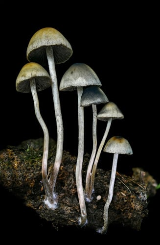 Panaeolus cyanescens