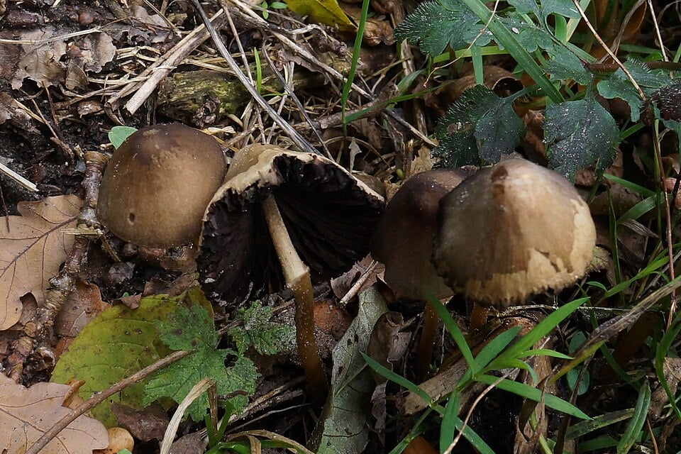 Panaeolus spp. — photo