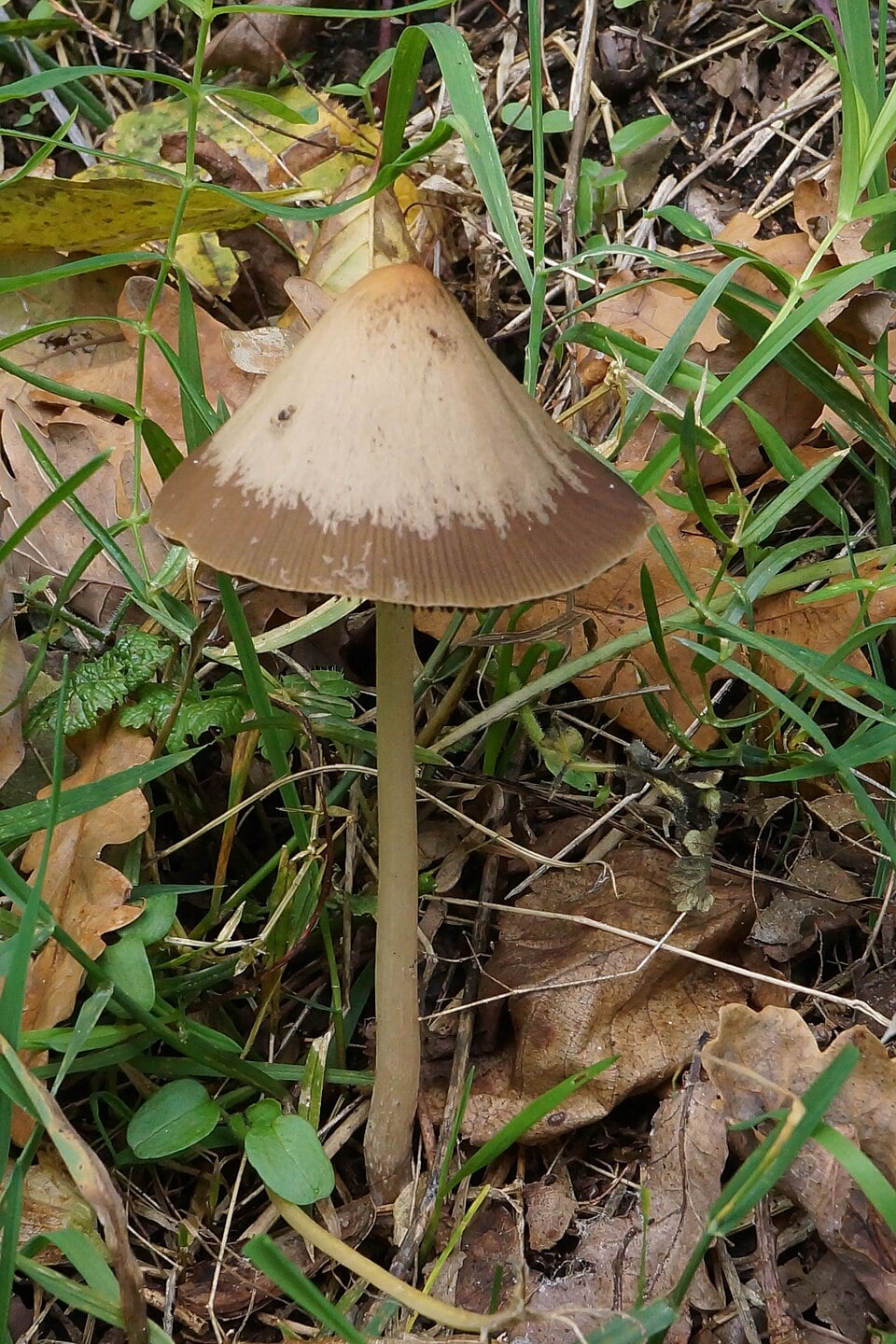 Panaeolus spp.