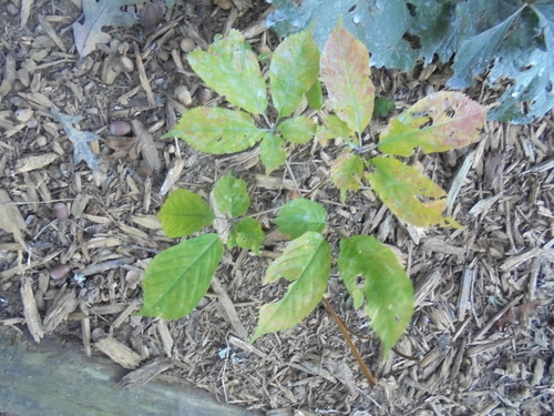 Panax ginseng (Ginseng) — photo