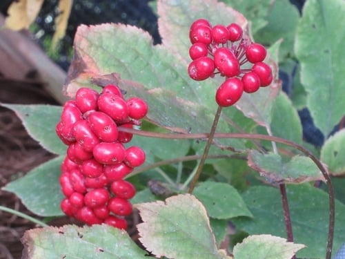Panax ginseng