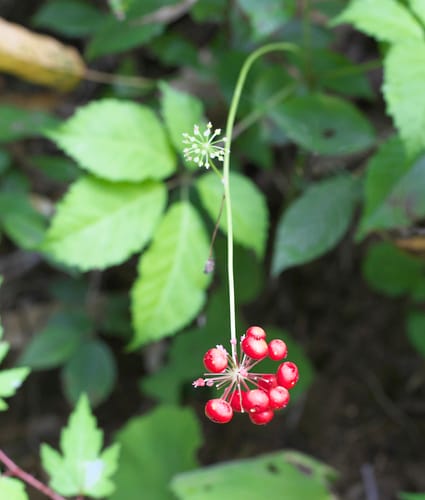 Panax japonicus (Japanese ginseng) — photo