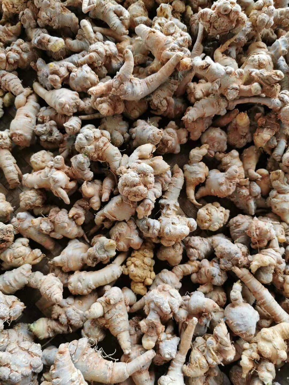 Panax notoginseng (Tienchi ginseng) — photo