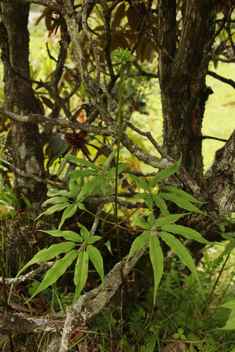 Panax pseudoginseng (Ginseng) — photo