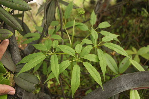 Panax pseudoginseng (Ginseng) — photo