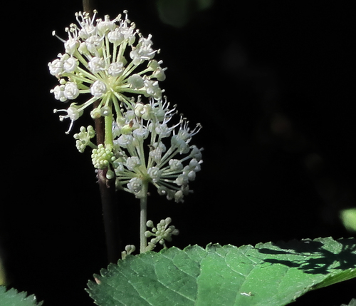 Panax quinquefolius (American ginseng) — photo