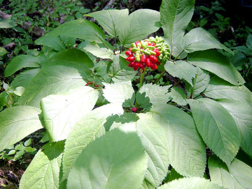 Panax quinquefolius (American ginseng) — photo