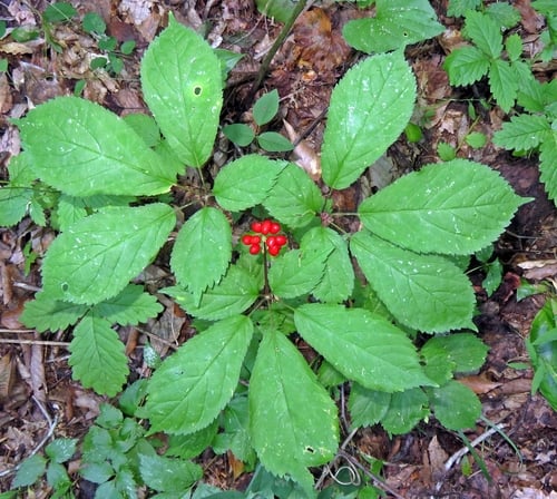 Panax quinquefolius