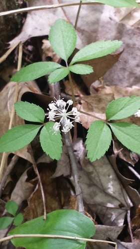 Panax trifolius (Dwarf Ginseng) — photo