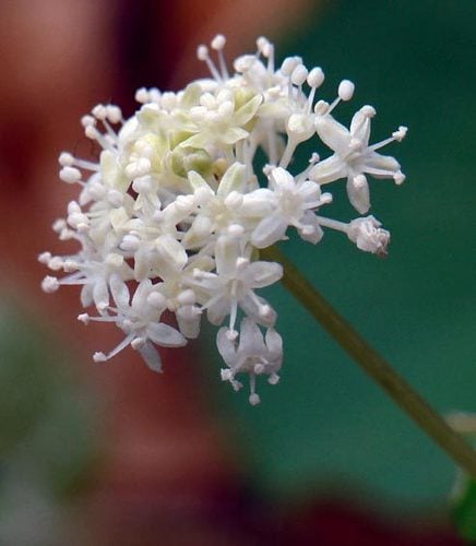 Panax trifolius (Dwarf Ginseng) — photo