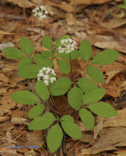 Panax trifolius