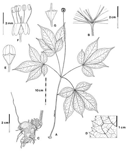 Panax zingiberensis