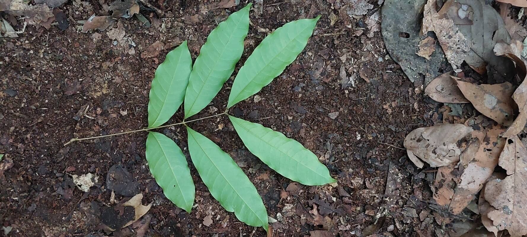 Pancovia laurentii — photo
