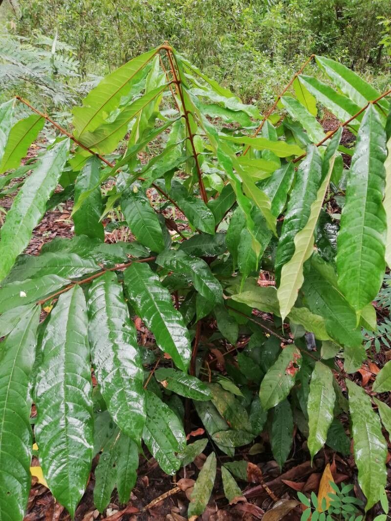 Pancovia laurentii — photo
