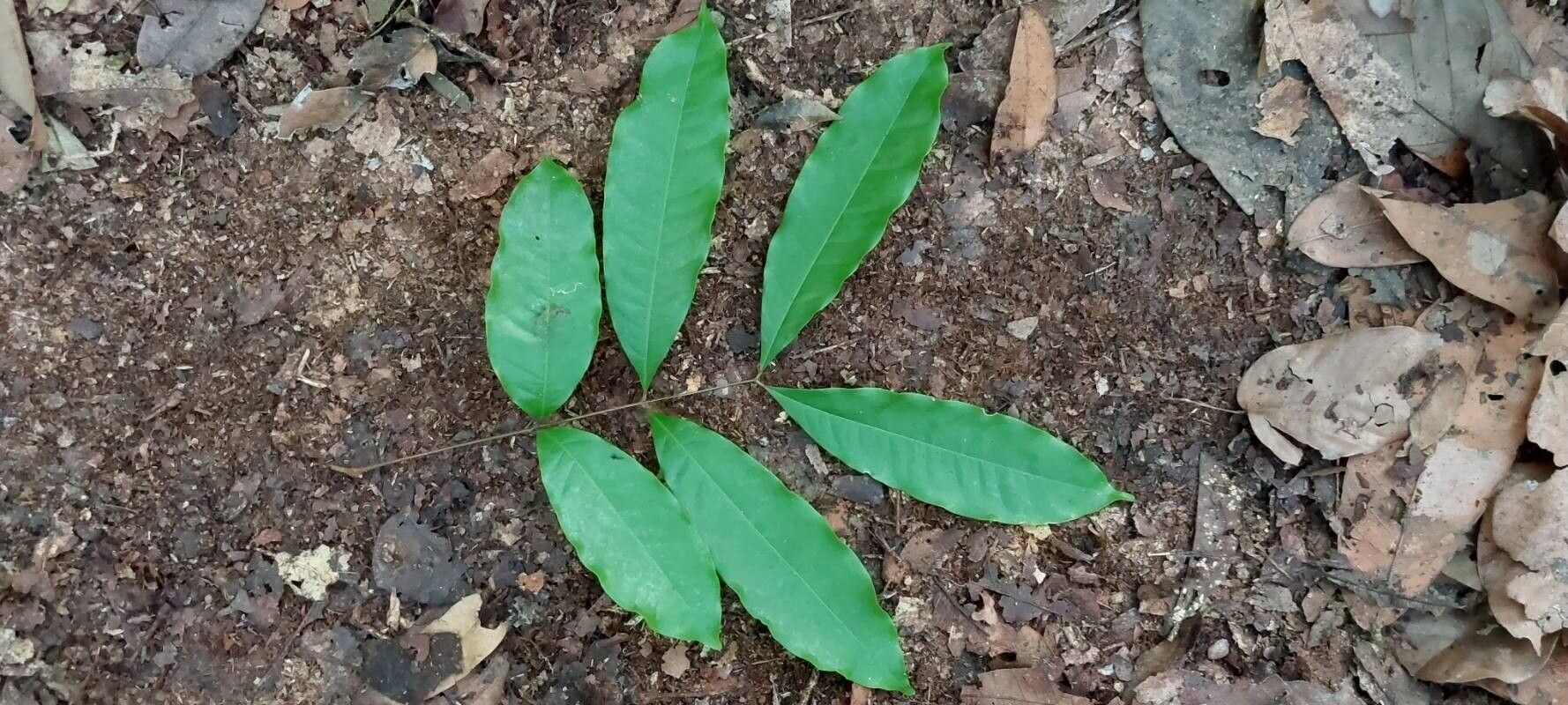 Pancovia laurentii