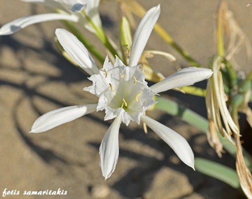 Pancratium maritimum (Sea daffodil) — photo