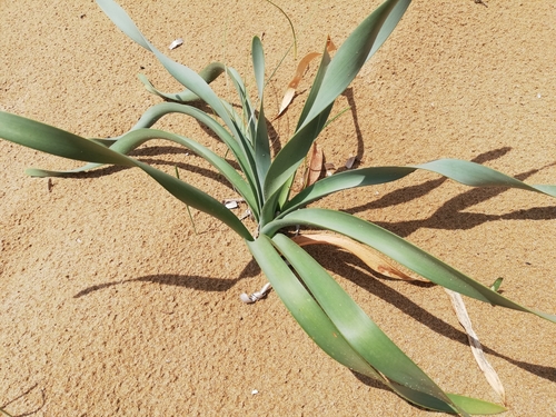 Pancratium maritimum (Sea daffodil) — photo