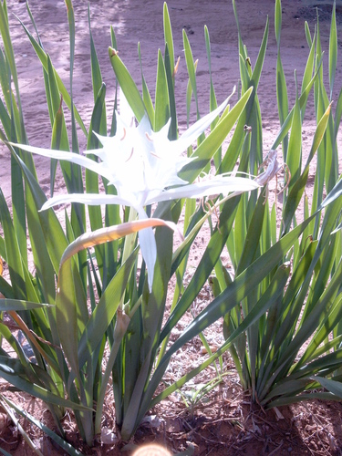 Pancratium trianthum (Pancratium lily) — photo