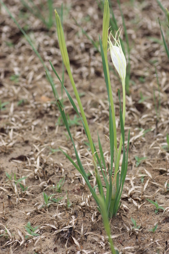 Pancratium trianthum (Pancratium lily) — photo