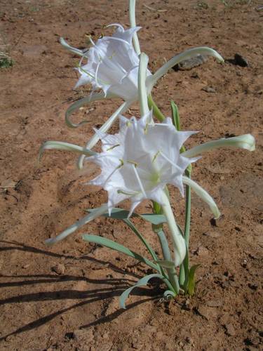 Pancratium trianthum
