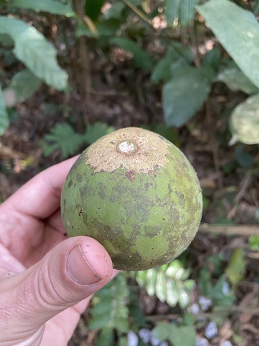 Pandaceae