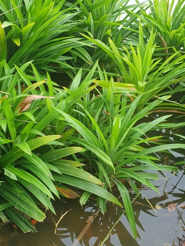 Pandanus amaryllifolius (Fragrant screw pine) — photo